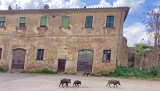 Bikeferien in der Toscana - Woche 19 - Severin zu Besuch bei mtbeer