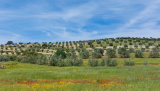 Bikeferien in der Toscana - Woche 20 - Simon geniesst die farbige Toscana