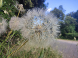 Bikeferien in der Toscana - Woche 21 - Massa Marittima wir kommen……