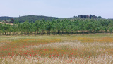 Bikeferien in der Toscana - Woche 21 - Massa Marittima wir kommen……